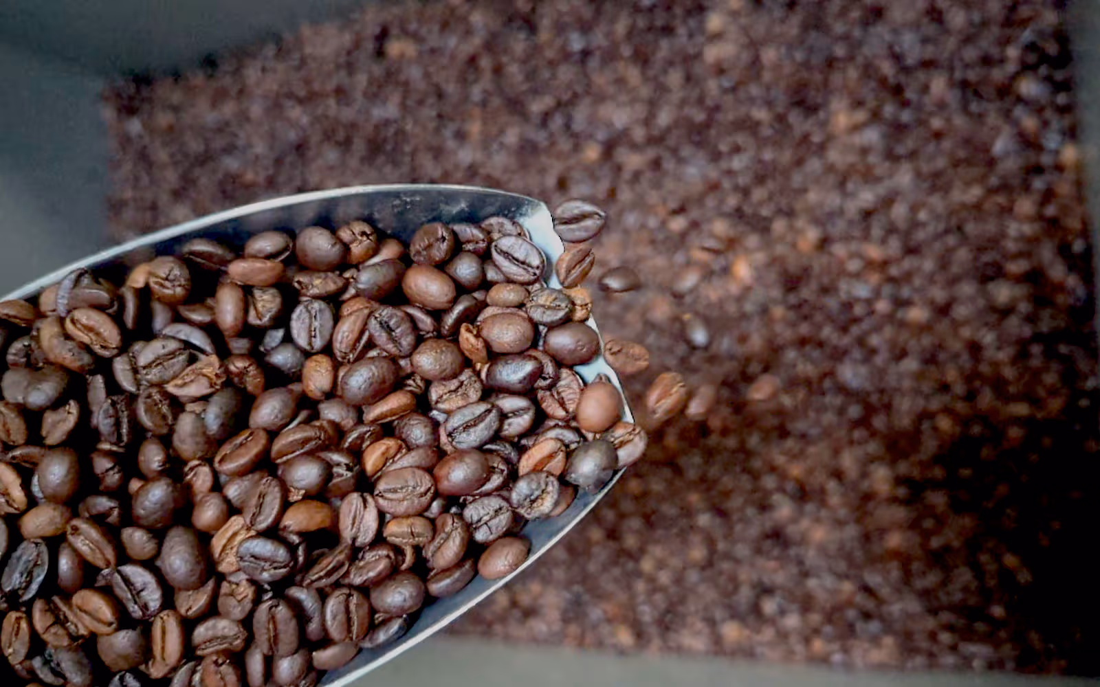 Préparation du café Gemmari Pro pour les volumes professionnels
