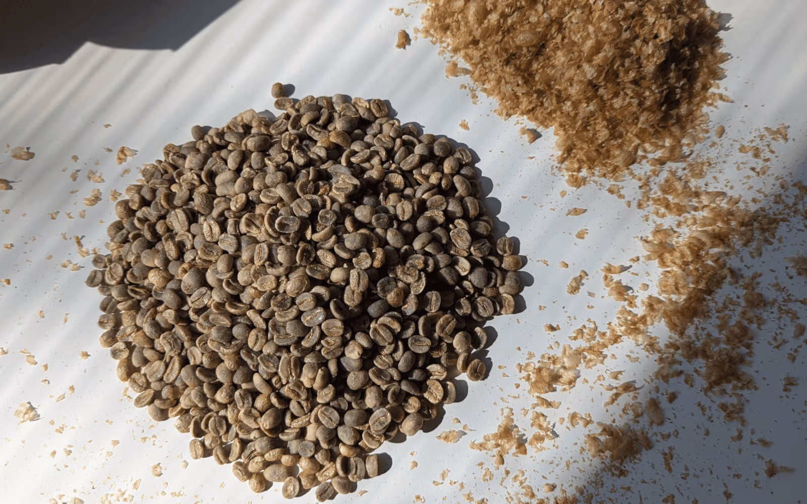 Grains de café travaillés avant torréfaction dans le procédé Gemmari Pro