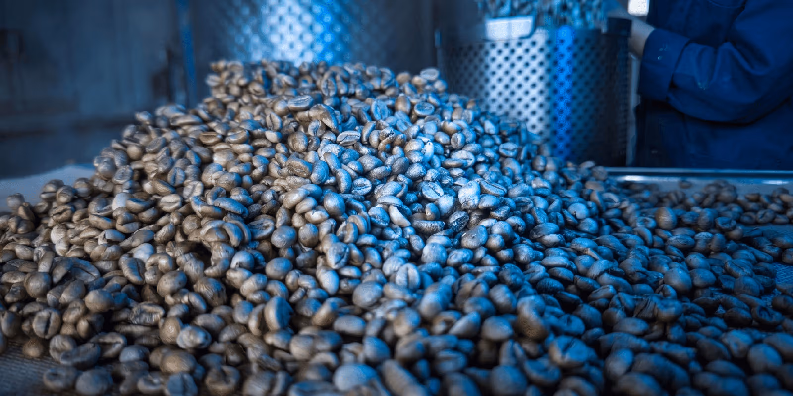 Grains de café travaillés avant torréfaction dans le procédé Gemmari Pro