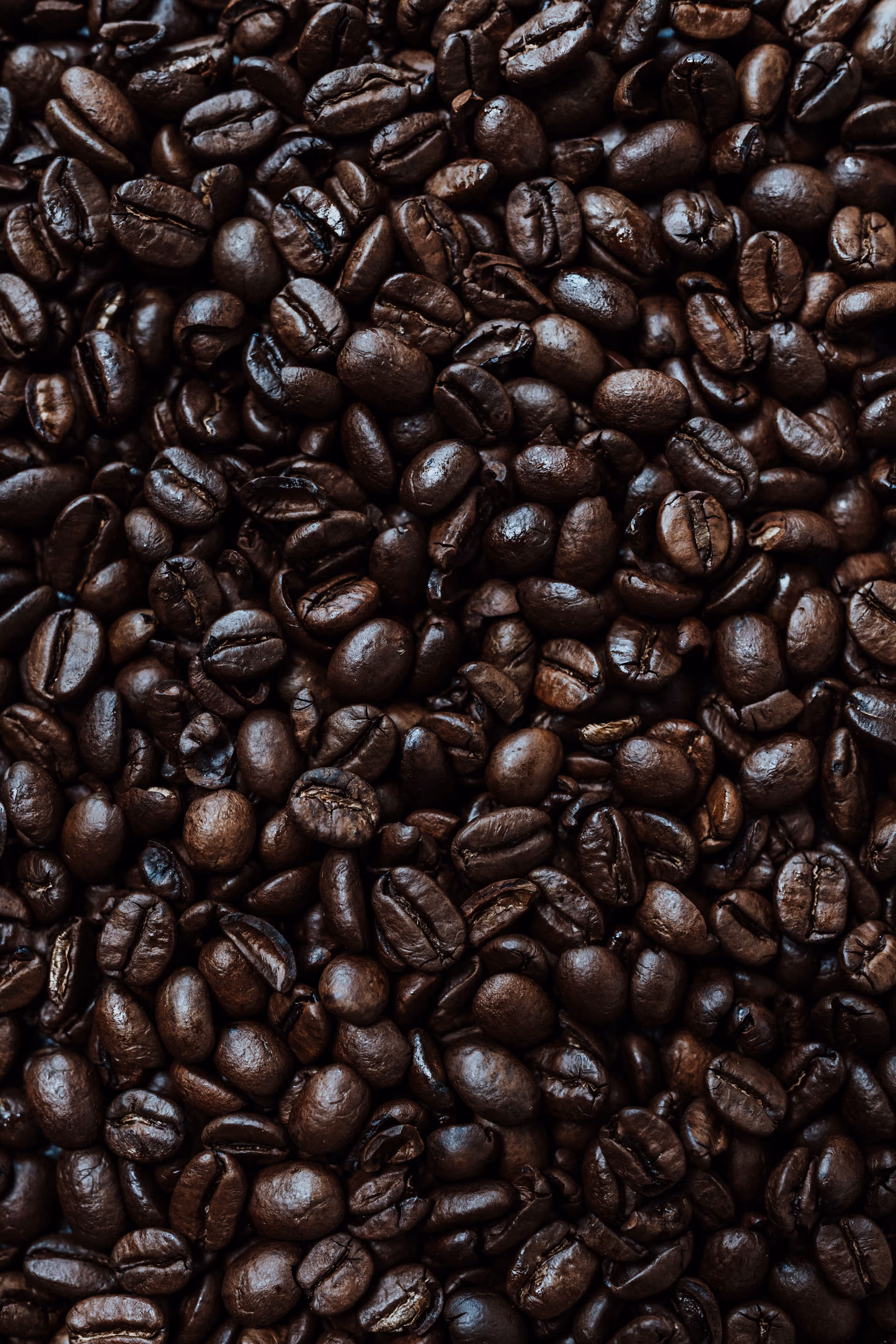 Grains de café huileux